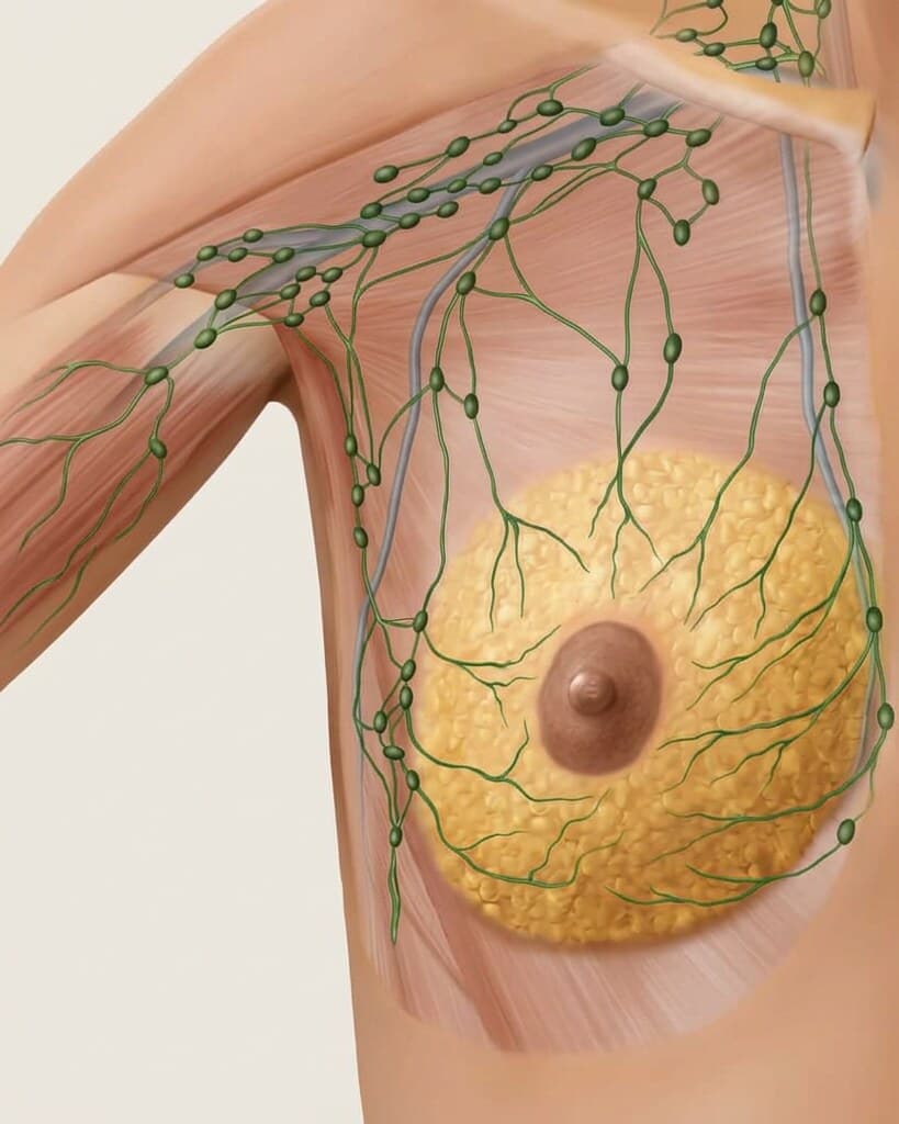 Anatomische illustratie van de lymfebanen en lymfeknopen rond de borst en oksel